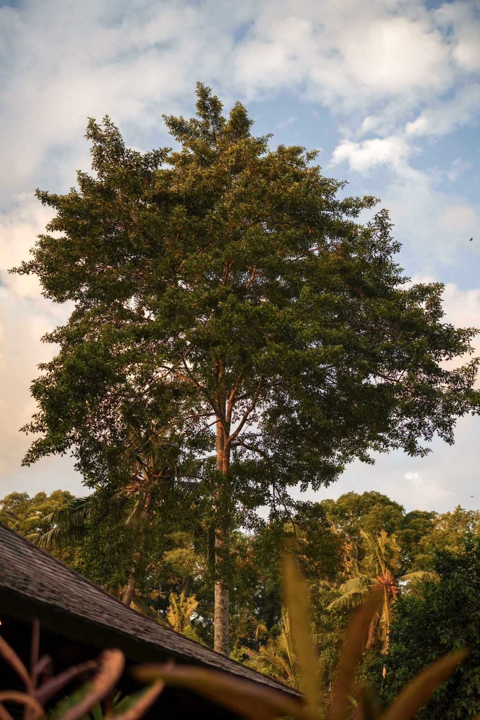 The Singapadu Jungle View Villa